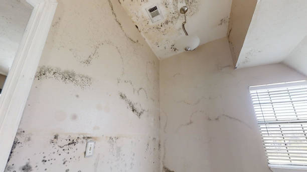 Best Post-Construction Mold Inspection  in Wyoming, DE