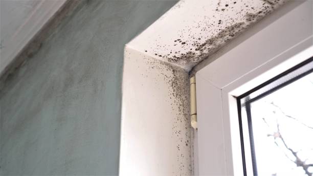 Environmental Consulting for Mold Prevention in Wyoming, DE