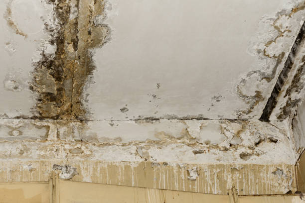 Best Asbestos and Lead Testing During Mold Inspection  in Wyoming, DE