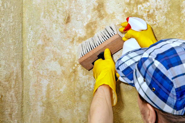 Best Mold Removal for HVAC Installations  in Wyoming, DE