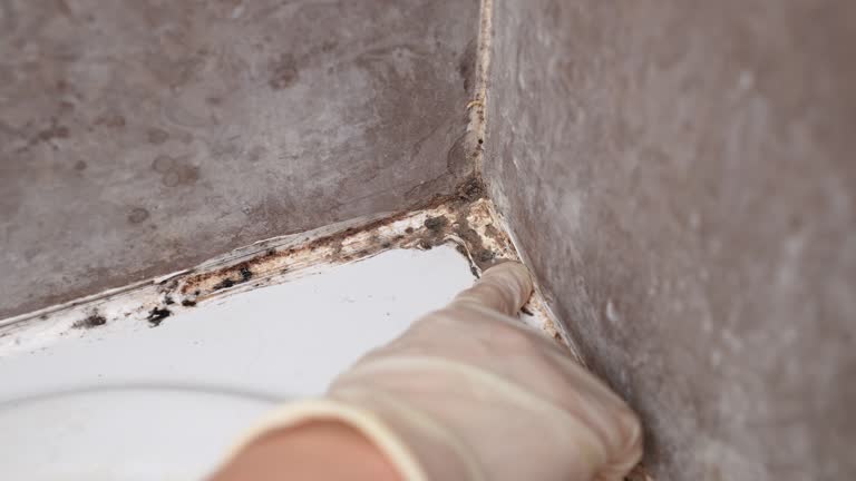 Best Black Mold Removal  in Wyoming, DE